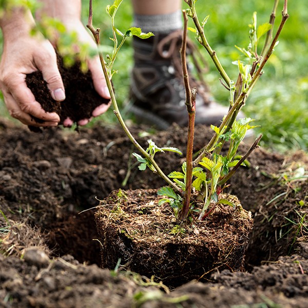 LP Schutzfolien Klimaschutz